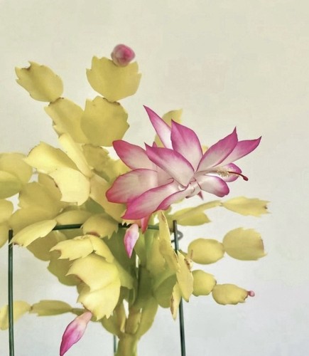 Christmas thanksgiving cactus - christmas,