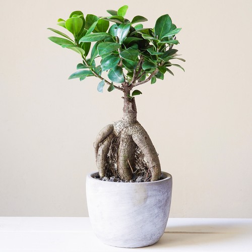 Decorative indoor bonsai - decorative,