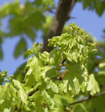 High Trunk Column Maple Street Pilla 125-150cm - Acer campestre