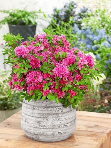 Dwarf japanese azalea - [x1], |