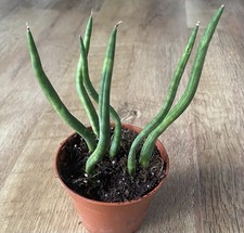 Sansevieria cylindrica ‘Freedom’ - Snake plant - Mikado - 9cm Pot
