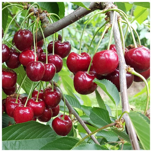 Morello cherry tree 4ft - morello, in