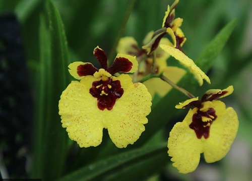 Rare tolumnia jairak firm - tolumnia,