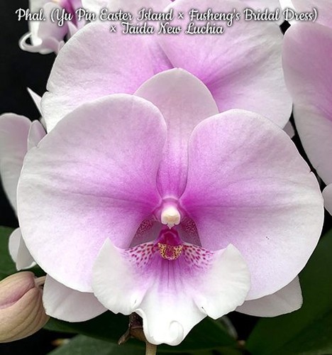 Phal pin easter - island, ×