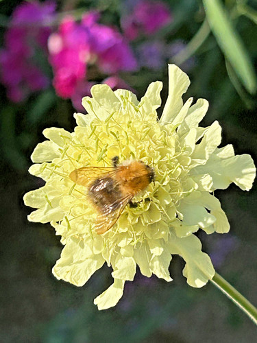 Giant yellow scabious seeds - , x