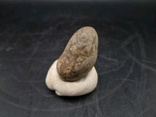 Real Fossil Dinosaur Egg Embro