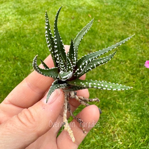 Zebra haworthia succulent - zebra, –