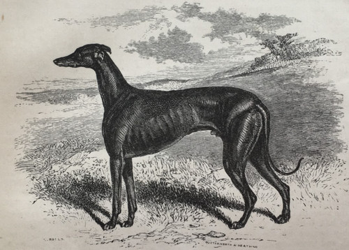 Greyhound dog antique print - greyhound,