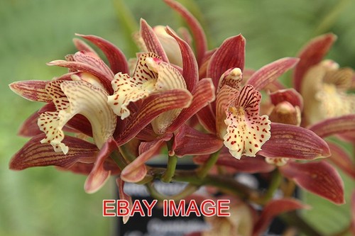 Photo orchid cymbidium - photo,