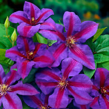 Flowering Climber, Clematis Mrs Thompson, Large Purple-Blue, Compact, 9cm Pot