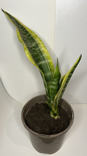 Snake plant sansevieria easy - plant, sansevieria: