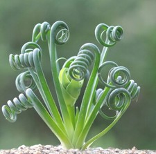 Albuca Spiralis, 10 Semi Freschi/ Fresh Seed  Collection Plant