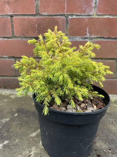 Juniper gold cone - 'gold, cone'