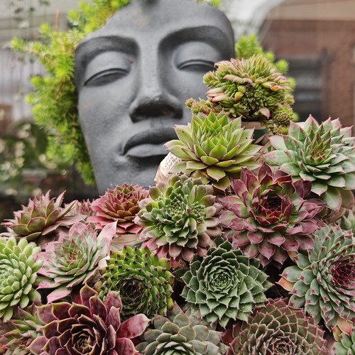 Fully grown sempervivum - 5,