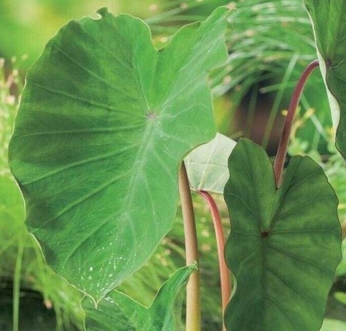 Elephant ear colocasia pink - elephant,