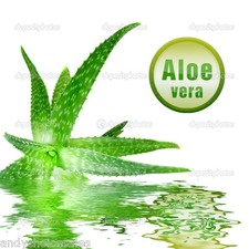 Aloe Vera Gel 50g - 5kg