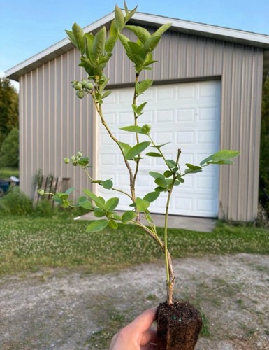 Blueberry plants rooted - blueberry,