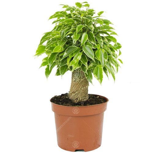 Ficus benjamina variegated - ficus,
