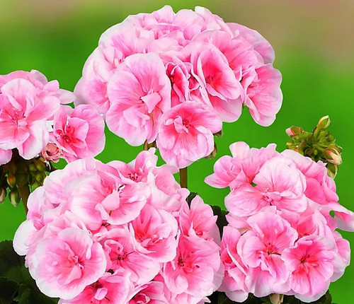 Geranium pelargonium zonale - geranium,