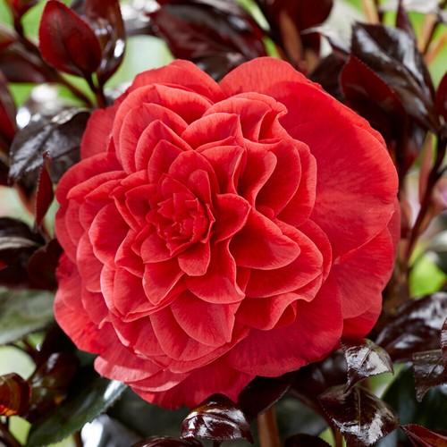 Camellia japonica femme - japonica, 'femme