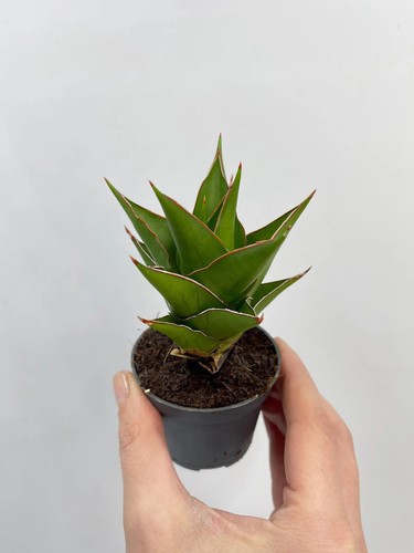 Sansevieria temple crown - sansevieria,