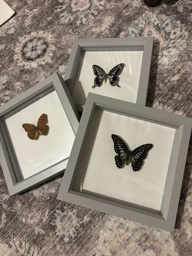 Taxidermy butterfly art shado - butterfly,