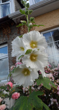 Hollyhock Alcea Seeds x 30