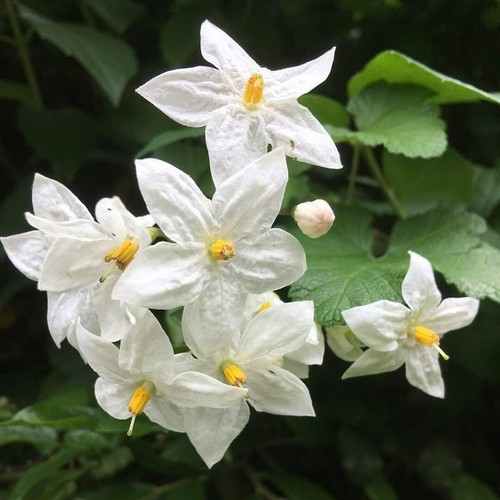 Solanum laxum album 9cm pot - solanum,