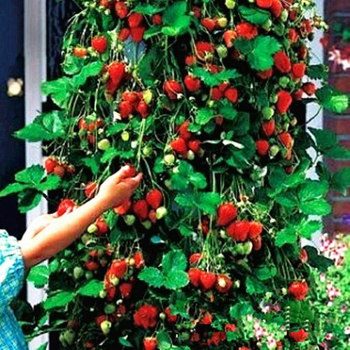 Seeds alpine strawberry - alpine, red