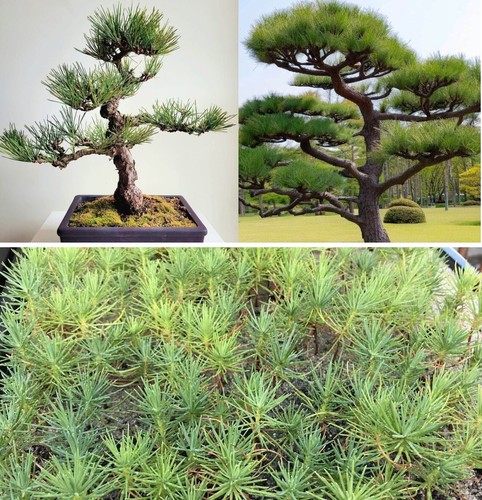 Japanese black pine - black, 30+