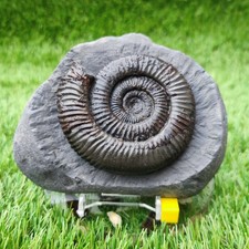 Large Dactylioceras ammonite