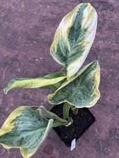 Hosta 'SNOW CAP’  Large
