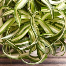 1x Lush Chlorophytum Bonnie