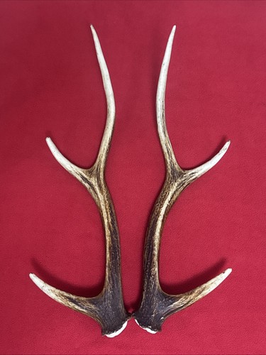 Pair sika deer - sika,