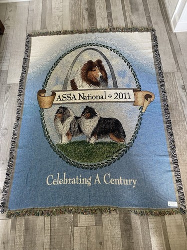 American shetland sheepdog - american,