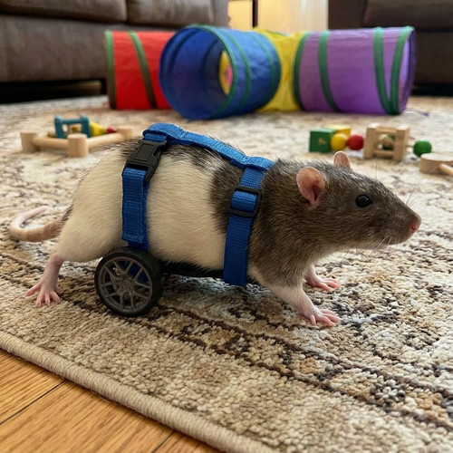 Adjustable rat wheelchair - adjustable,