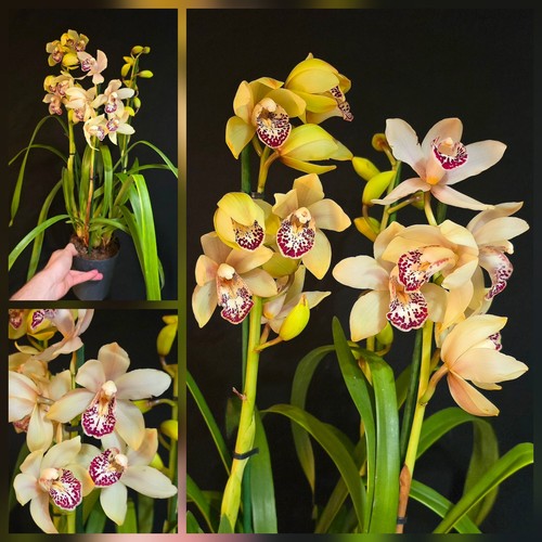 Cymbidium white flower - 3,