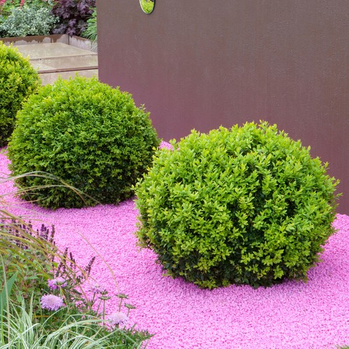 Buxus ball shrub 20cm - buxus,