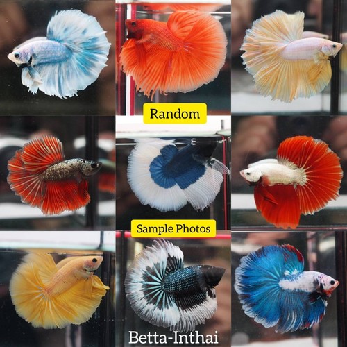 Live betta fish - live,