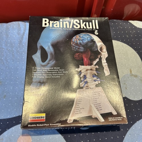 Lindburg human skull and brain - lindburg,