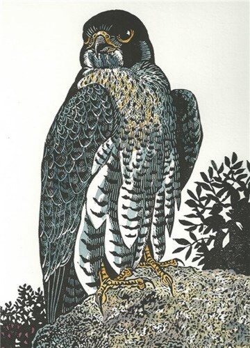 Peregrine falcon fine art - fine,