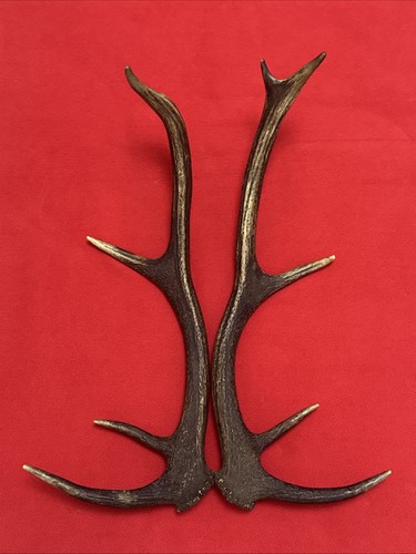 Pair red deer antlers - of,