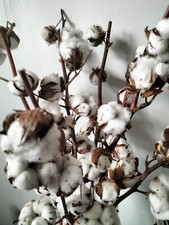 15 White Cotton Seeds - Gossypium Hirsutum - BUY ONE GET ONE FREE
