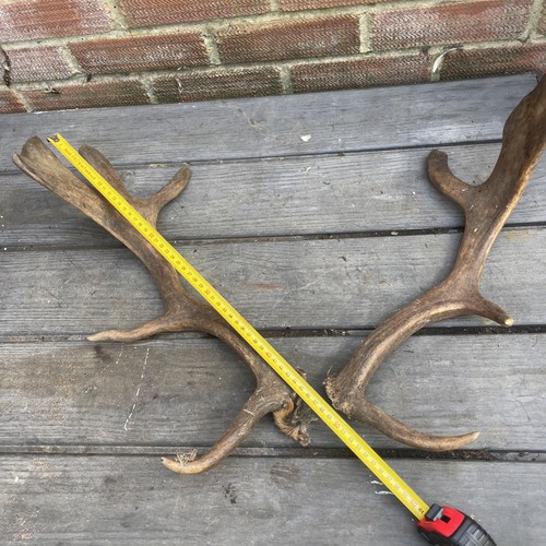 Taxidermy fallow deer - taxidermy,