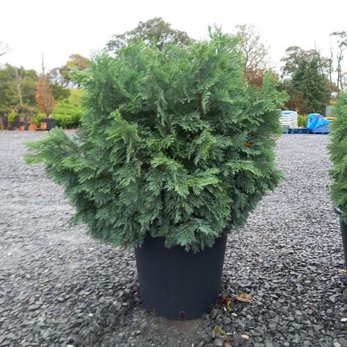 Juniperus sabina savin juniper - juniperus,