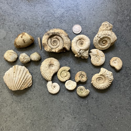 Jurassic coast fossil - jurassic,