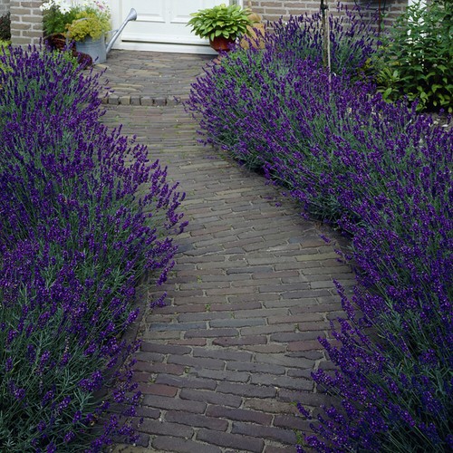 Lavender plug plants - lavender,