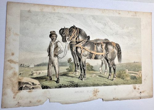 Antique arden draft horse - arden,