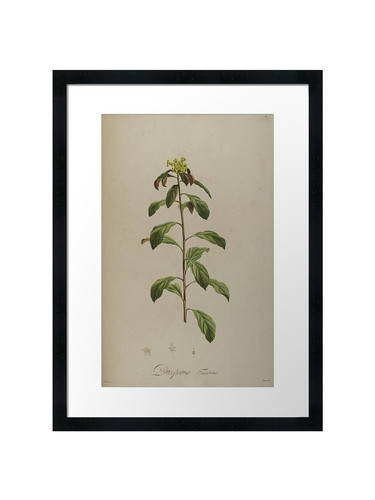 Botanical framed wall art - botanical, 39