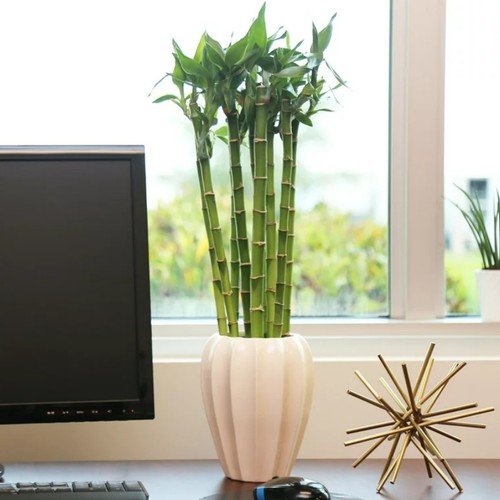Lucky bamboo 40cm straight - x,